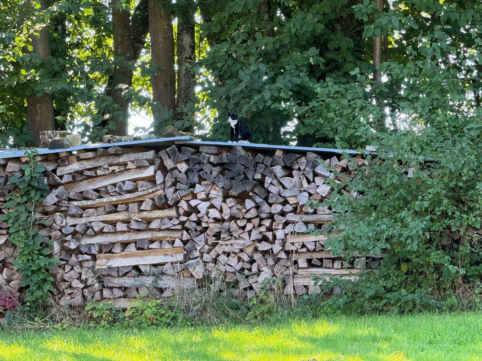 Aufgeschichteter Holzstapel am Waldrand