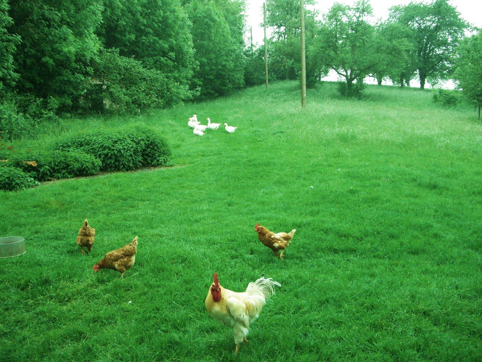 Hühner und Gänse auf der Hofwiese