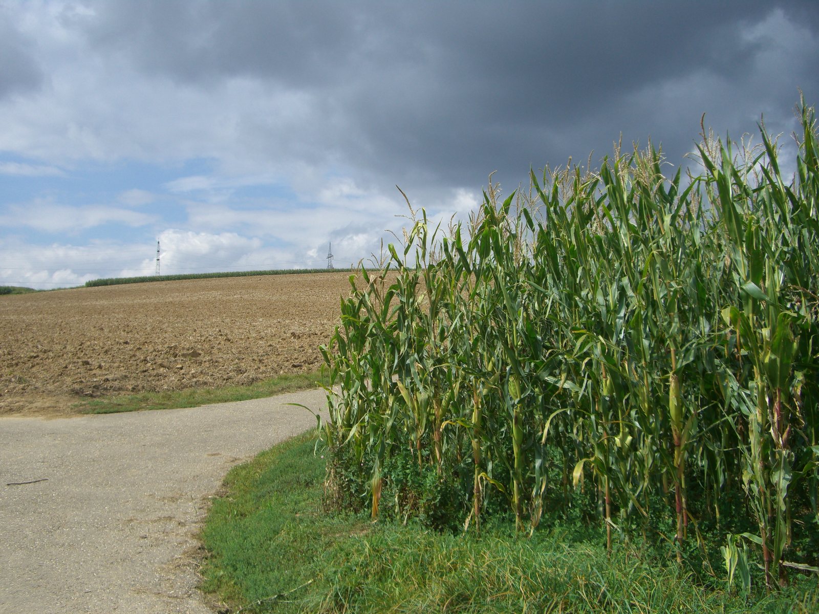 Feldweg am Maisfeld unter aufziehendem Gewitterhimmel