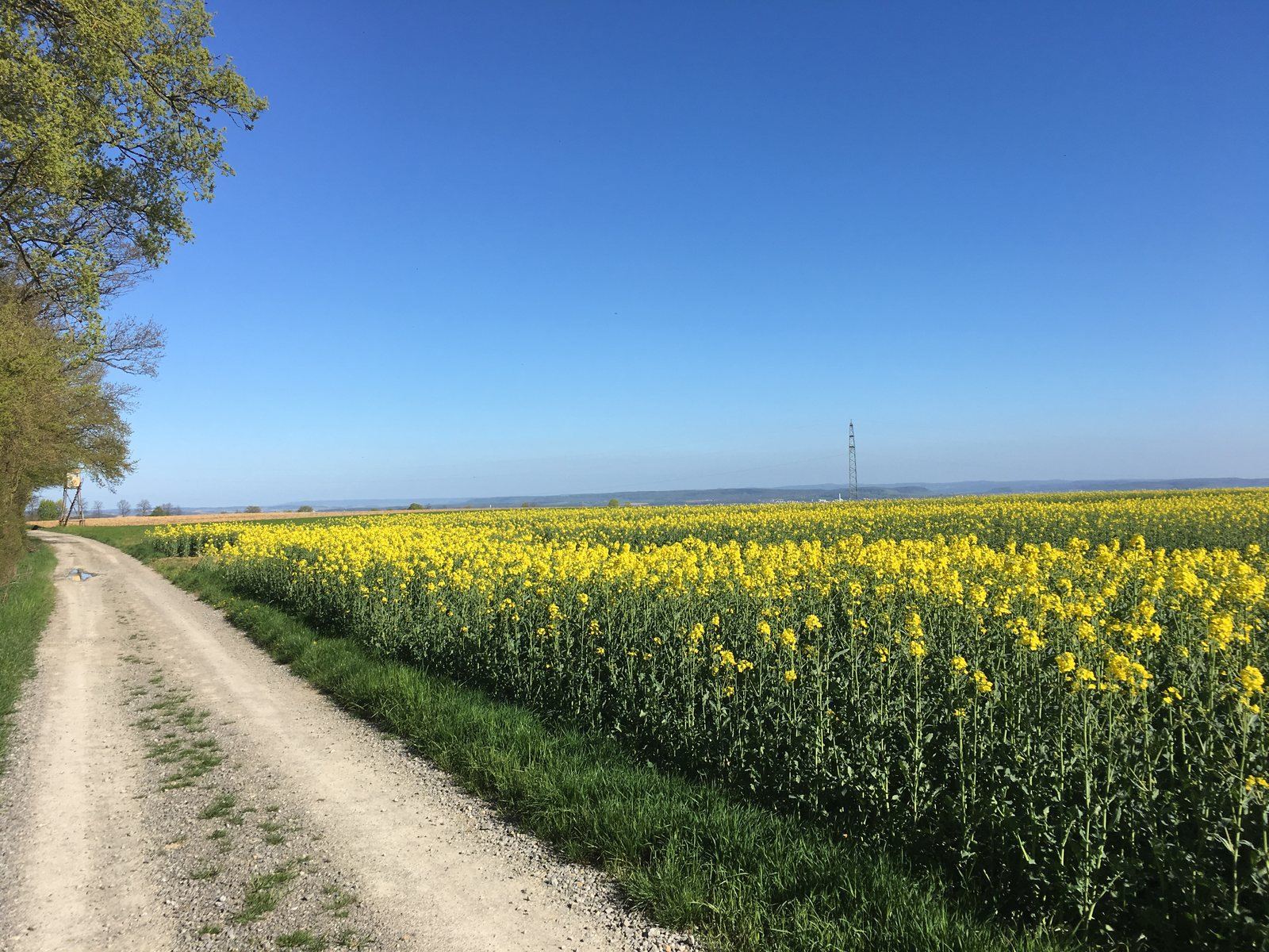 Feldweg entlang eines blühenden Rapsfeldes unter blauem Himmel