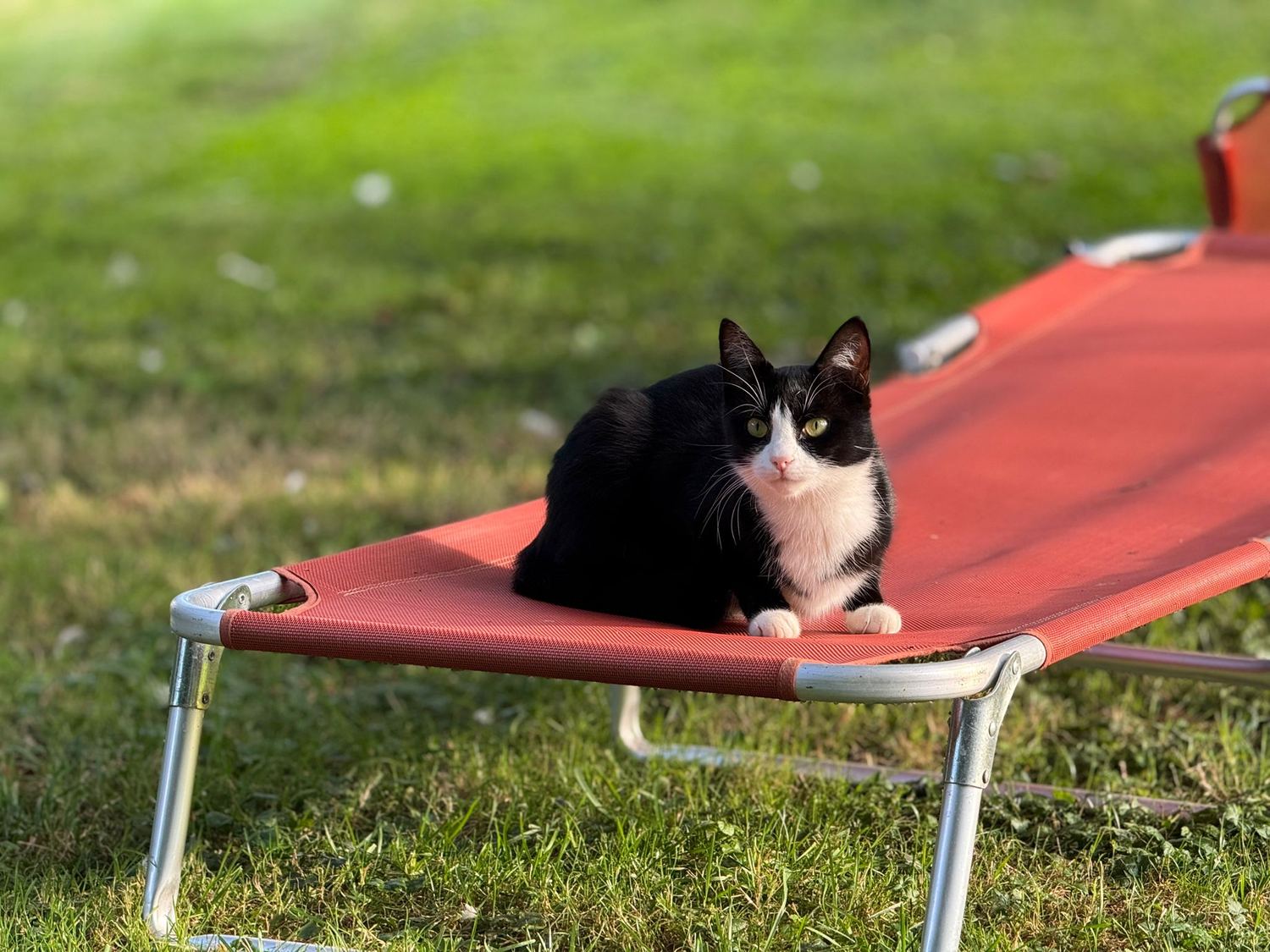 Schwarz-weiße Hofkatze im Garten