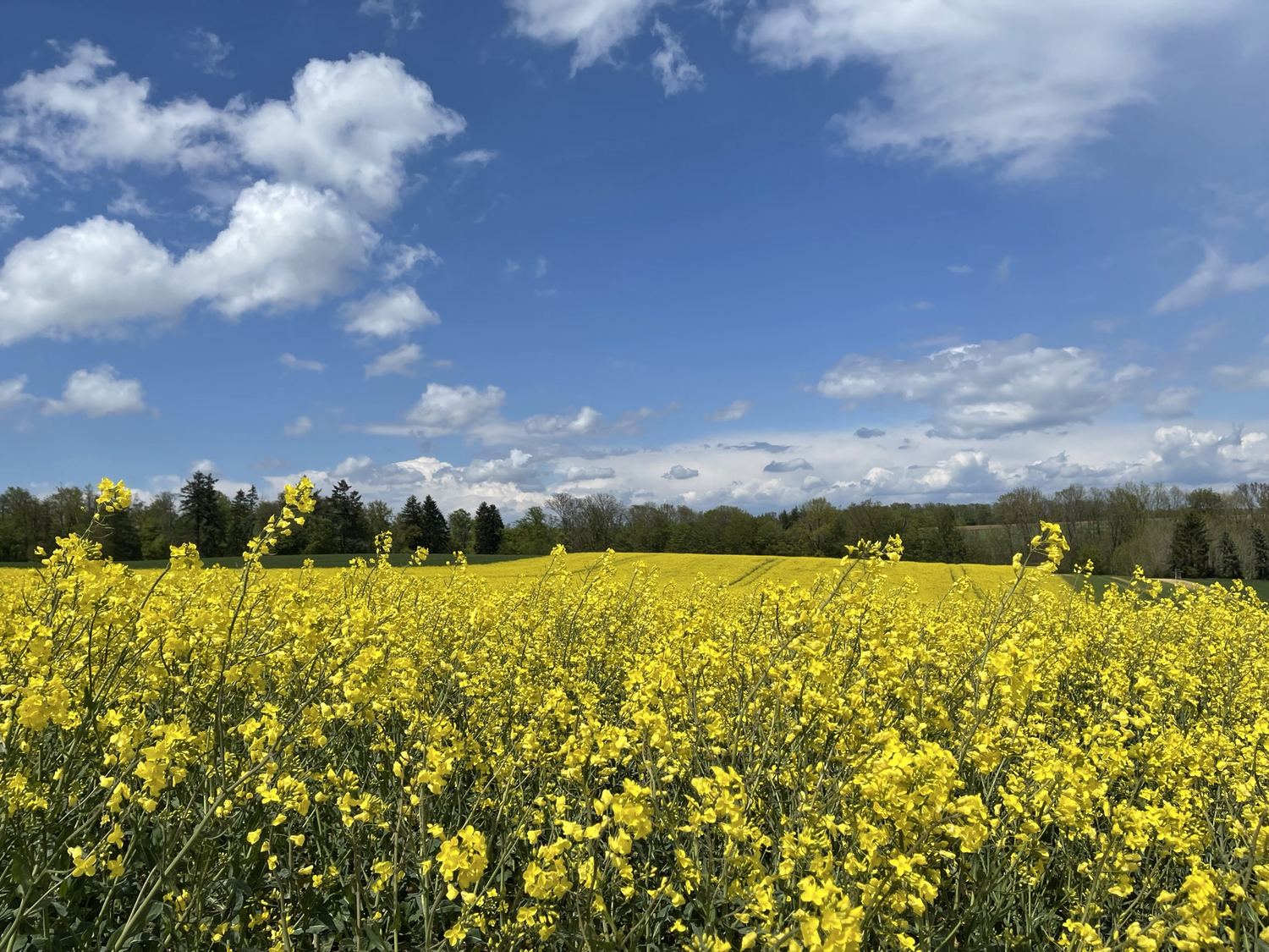 Landwirtschaft